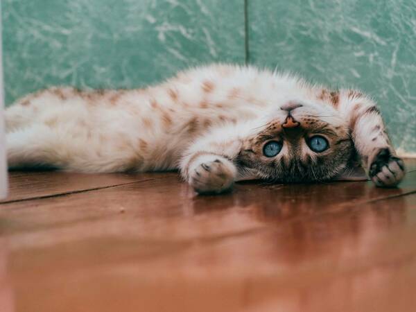 Кожен рог при котки - лечение, прогноза и диагноза