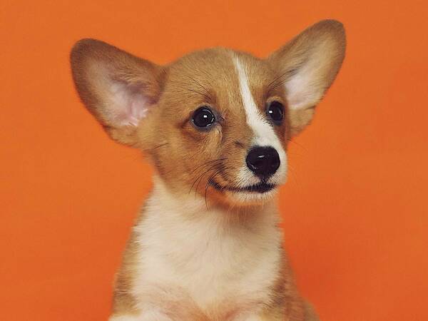 Базов списък с насоки за отглеждане на кученце вкъщи