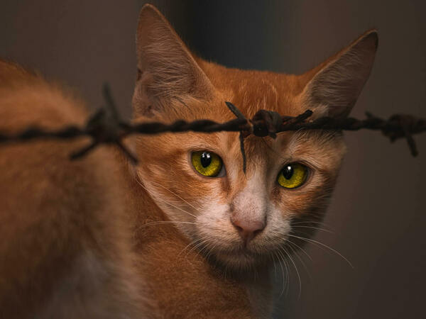 Как да намалим стреса на домашните любимци на Нова година