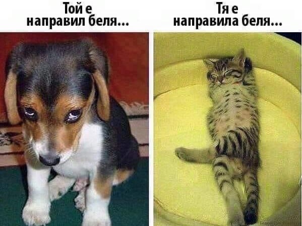 Разликата в поведението на куче и котка при беля в една снимка