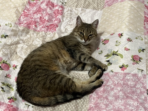 Варненска госпожица търси внимание