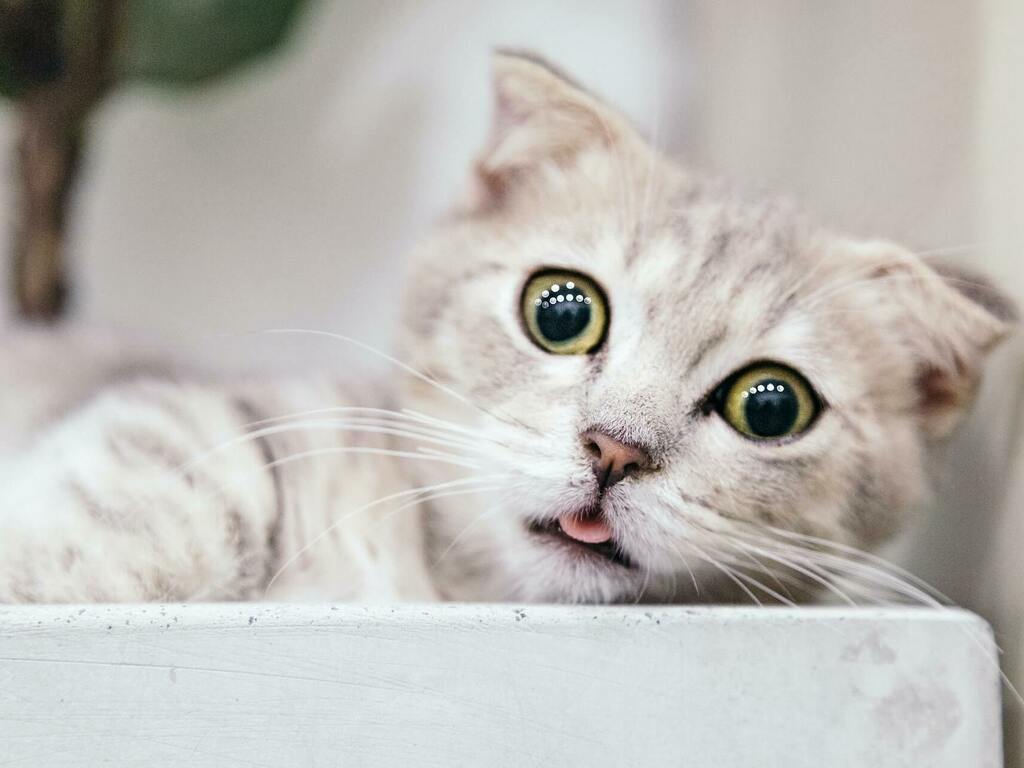 Продължителност на живота при котките