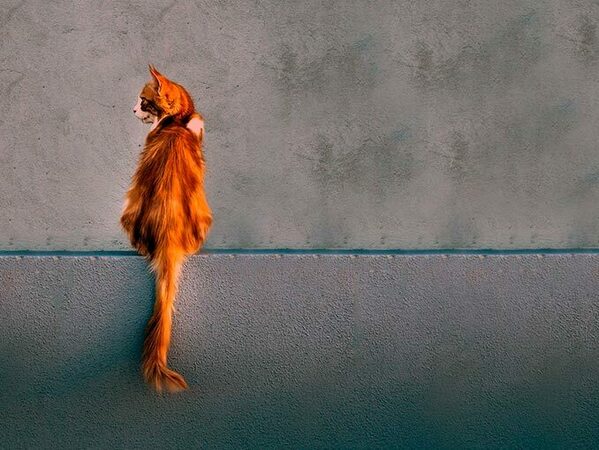 Какво се случва в главата на една котка?