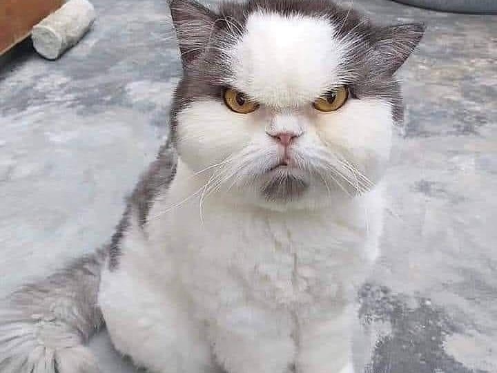 Ако Земята наистина беше плоска, до сега котките да бяха избутали всичко през ръба...