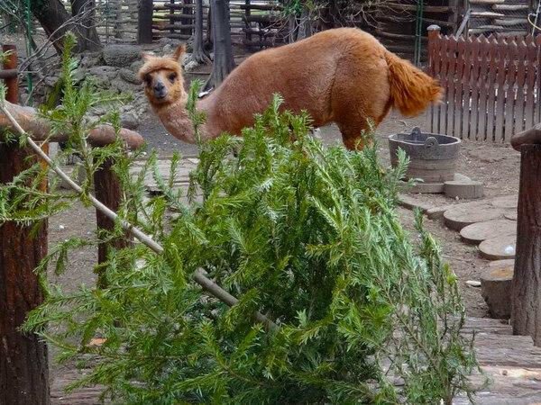 През изминалата година през „Зоопарк – Спасителен център“ – Варна са преминали 60 животни