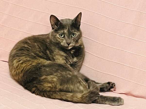 Всички котки имат силата, всеки ден, да премахват негативната енергия, която се натрупва в тялото ни