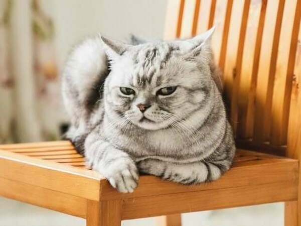 Сърдита котка: знаци, че котката ви е ядосана