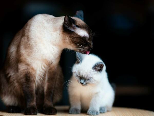 Сиамски котки - описание, характеристики и грижи за сиамските котки