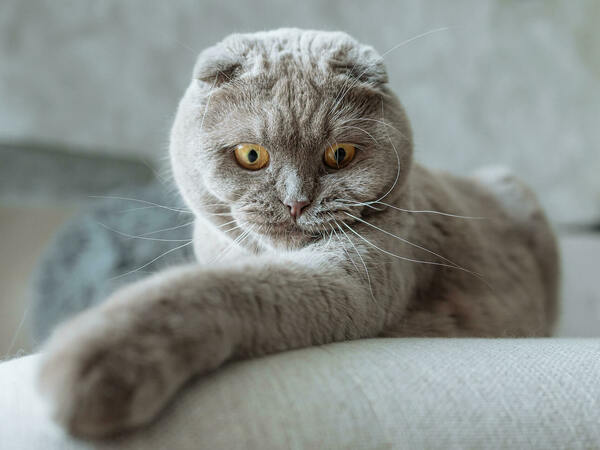 Шотландска клепоуха котка