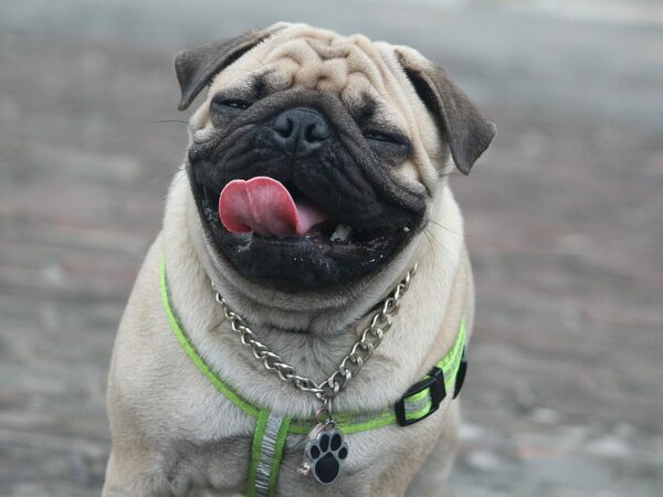 Мопс - особености, характеристики и грижи за породата