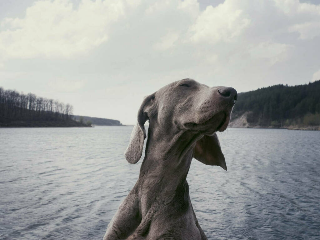 Неща, които кучетата могат да надушат, но хората не могат