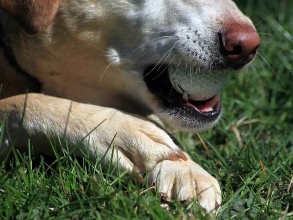 Защо кучетата имат мустаци?