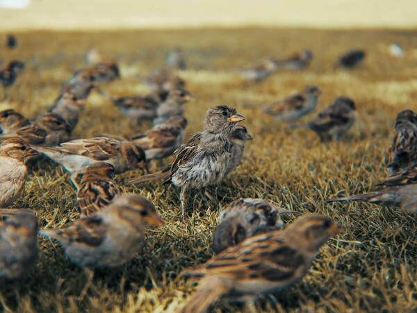 Любопитни факти за врабчетата 🐦