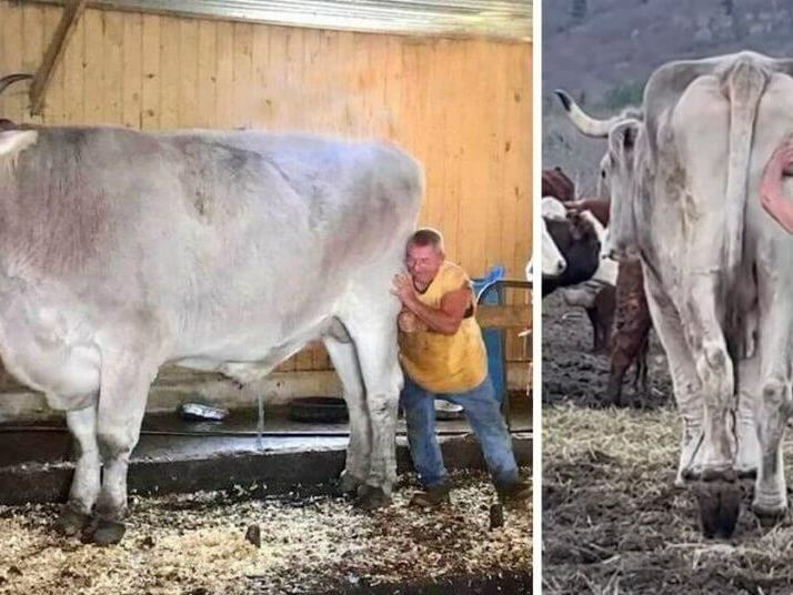 1360 килограмовия вол, който "леко" превъзхожда собственика си