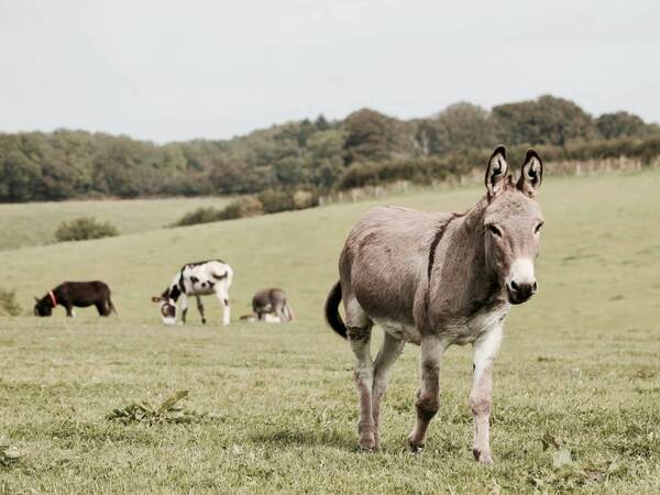 Диво и домашно магаре
