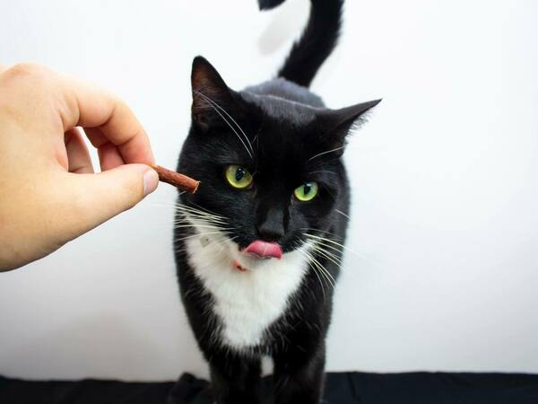 Спекула в цените се наблюдава и при храните за домашните любимци.