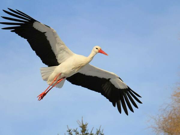 Щъркел - начин на живот и местообитание