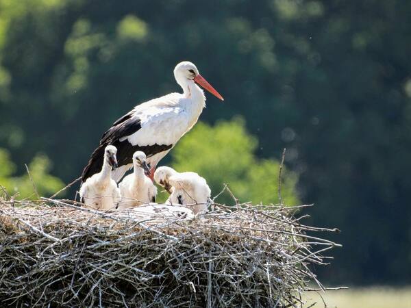 Спасиха изоставено от родителите си щъркелче