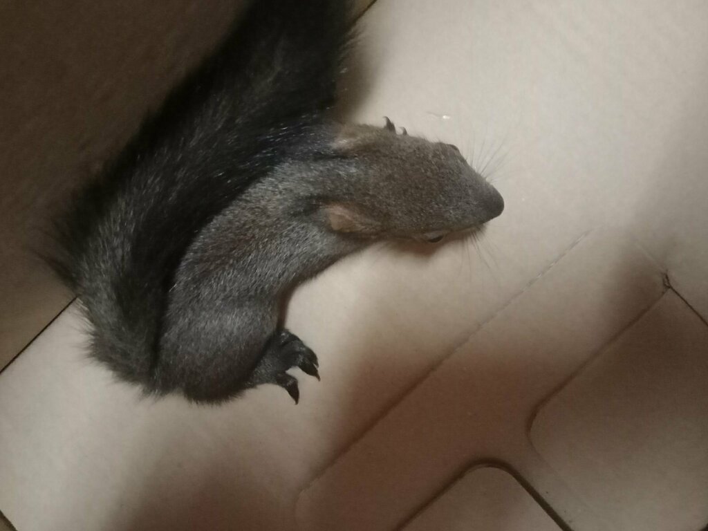 Бедстващи бебета катерички бяха спасени край Варна