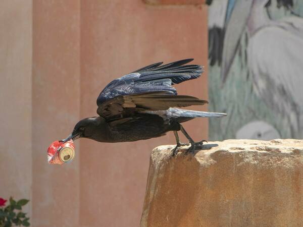 Какво наистина отличава хората от животните? - част 2