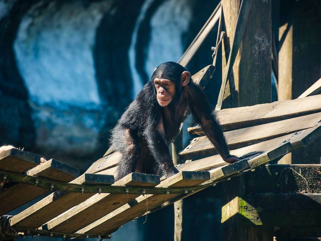 Какво наистина отличава хората от животните? - част 3