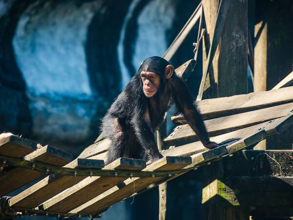 Какво наистина отличава хората от животните? - част 3