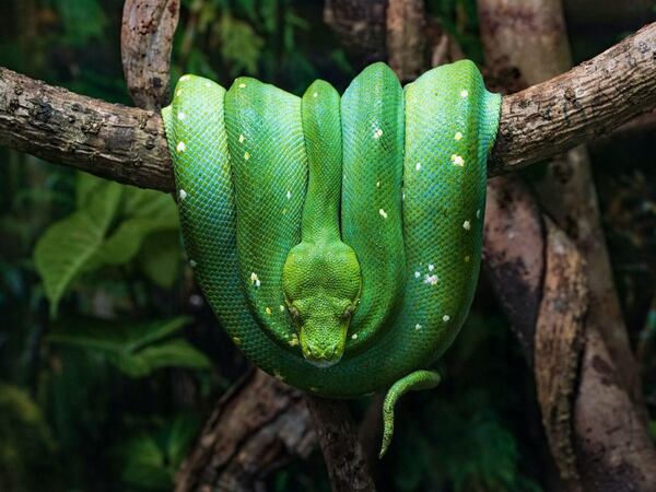 Питон - начин на живот и местообитание