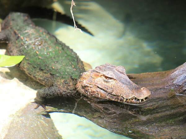 Кайман - начин на живот и местообитание