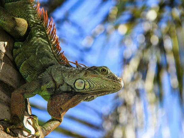 Игуана - начин на живот и местообитание