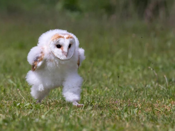 Очарователно бебе горска сова, заснето докато бяга