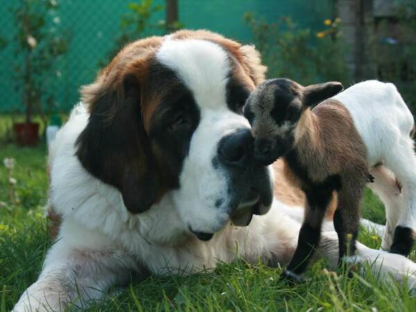 Санбернар - описание, характеристики и грижи