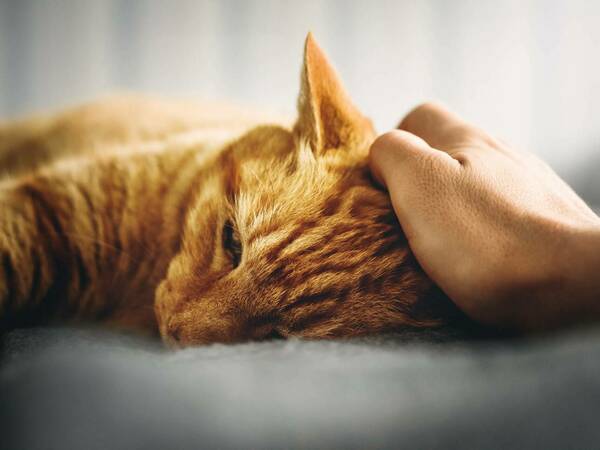 Бъбречна недостатъчност при котки - описание, симптоми и лечение