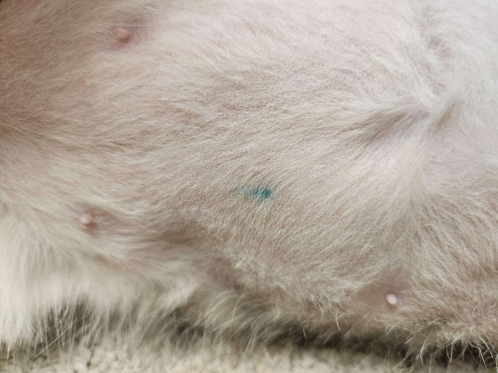 Ако видите синя линия, татуирана върху домашния си любимец, ето какво означава