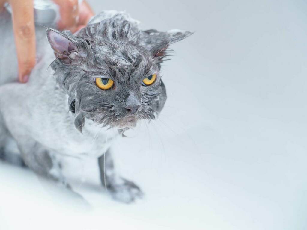 Защо котките ненавиждат да се мокрят