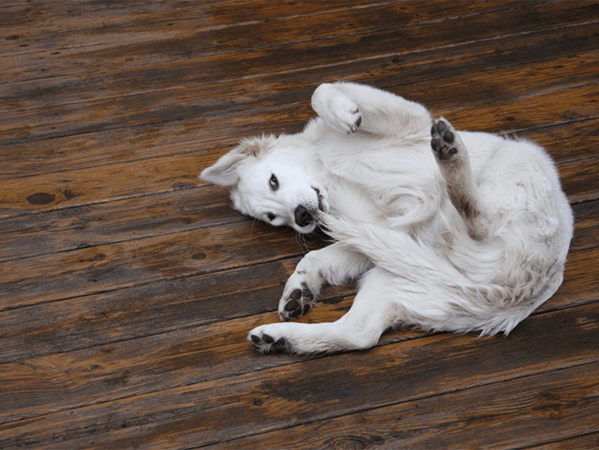 Цистит при кучета - признаци, лечение и профилактика