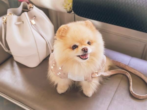 Померан - описание, характеристики и грижи