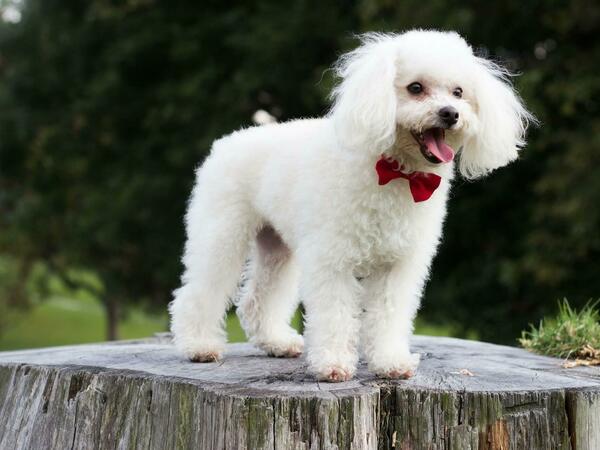 Пудел - описание, характеристики и грижи за породата