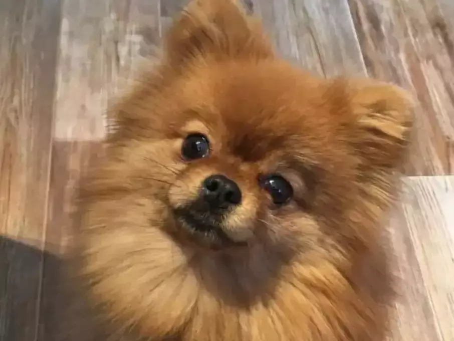 Неврохирургия без магия: Как лекари от ветеринарна клиника върнаха на шпиц способността да ходи