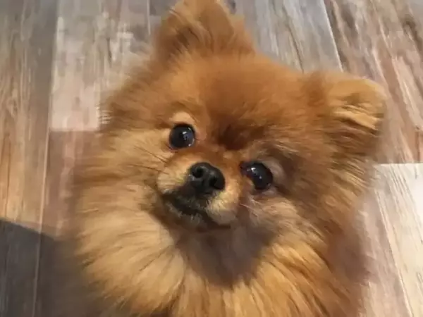 Неврохирургия без магия: Как лекари от ветеринарна клиника върнаха на шпиц способността да ходи