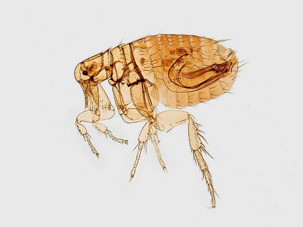 Бълхи - най-честите вредители по животните