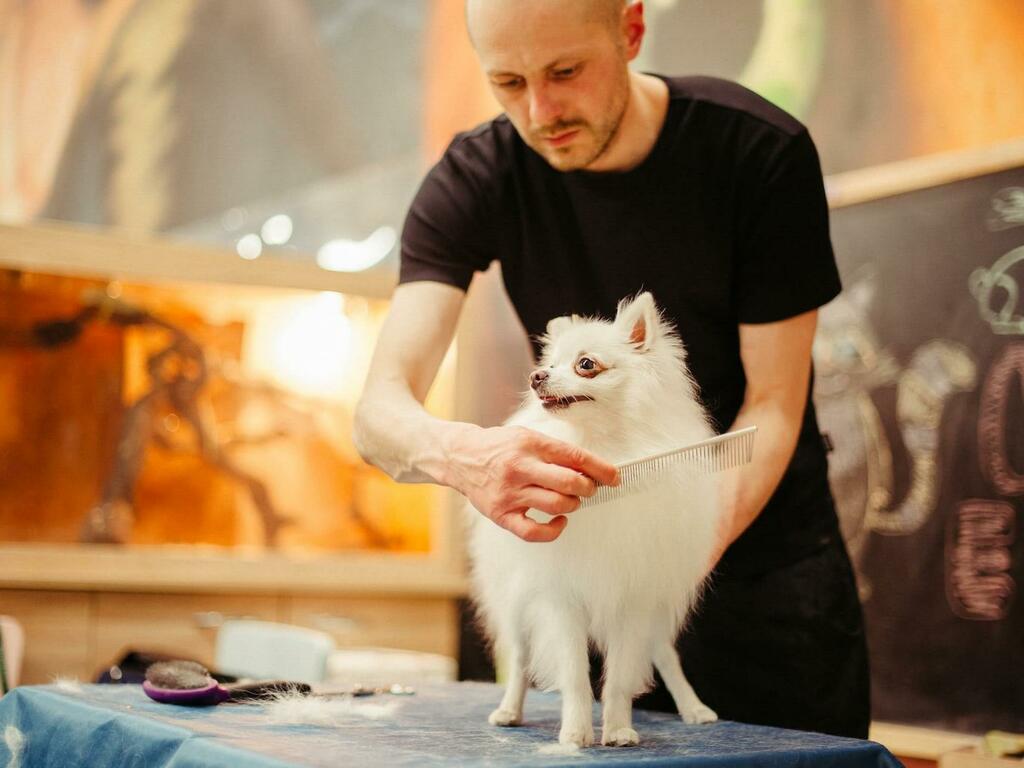 Подстригване на кучета у дома