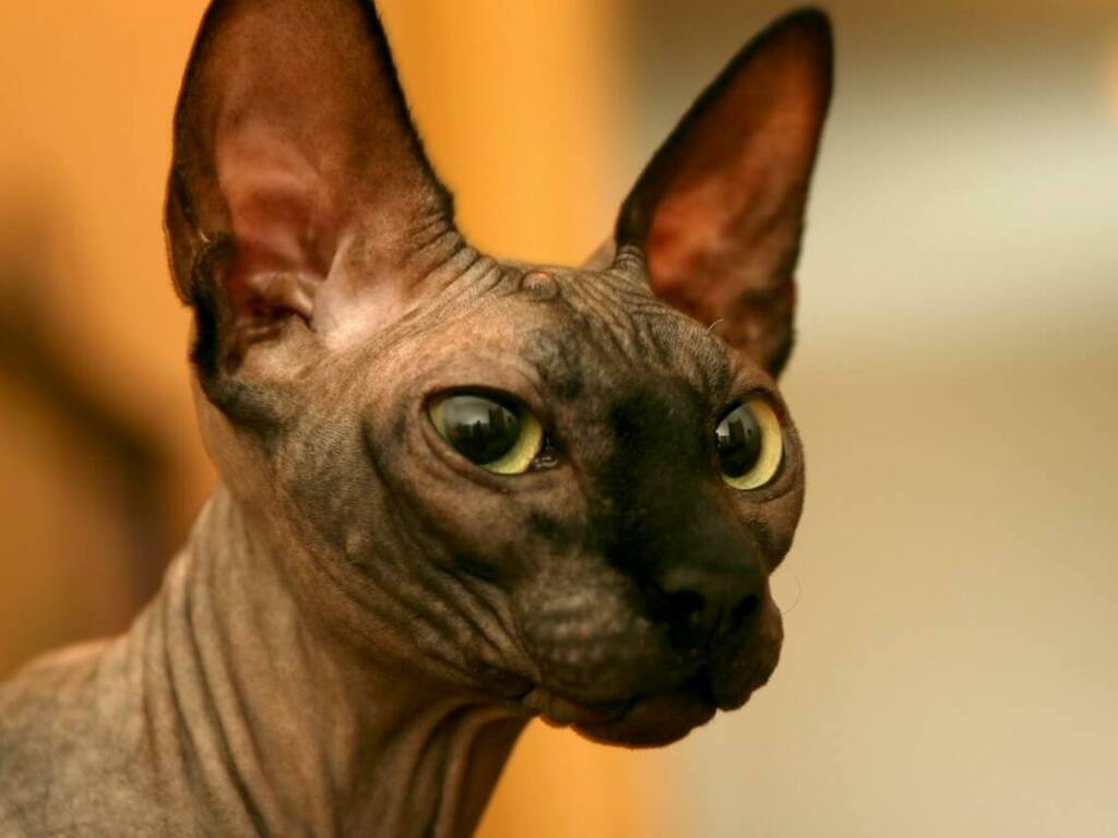 Канадски Сфинкс - описание, характеристики и грижи за породата