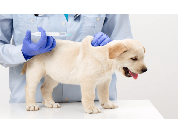 Ваксиниране на кучета