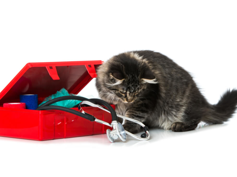 Ветеринарен комплект или аптечка за котка и какво трябва да има в него?