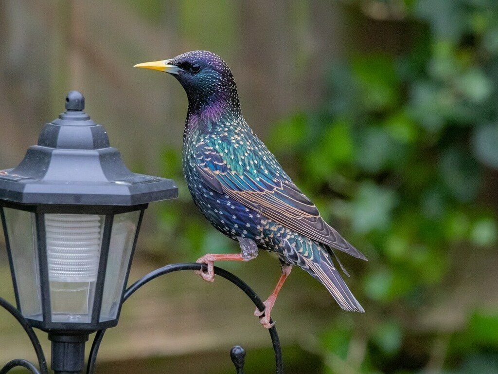 Скорец - местообитание и особености