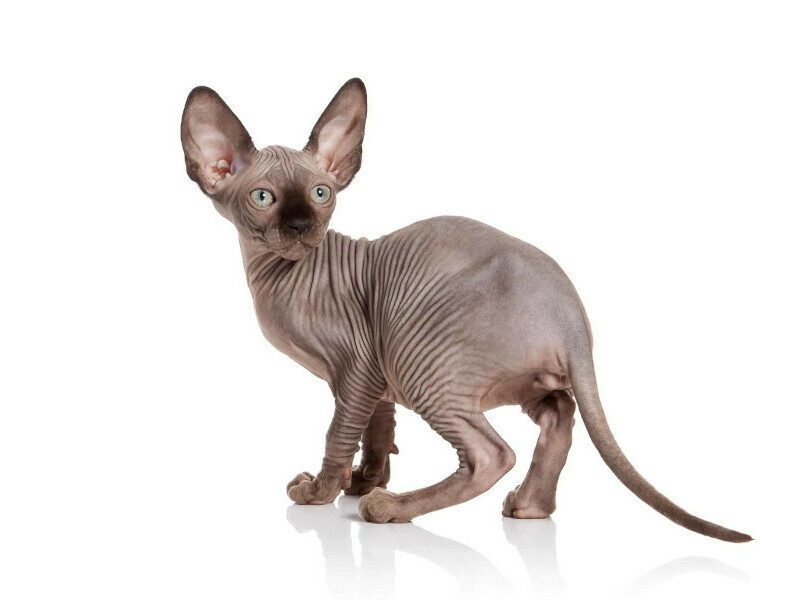 Котка Елф - описание, характеристики и грижи за породата