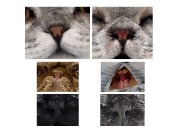 Стеноза на ноздрите при котки - симптоми, лечение, профилактика