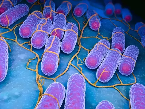 Салмонелоза (паратиф) при кучета