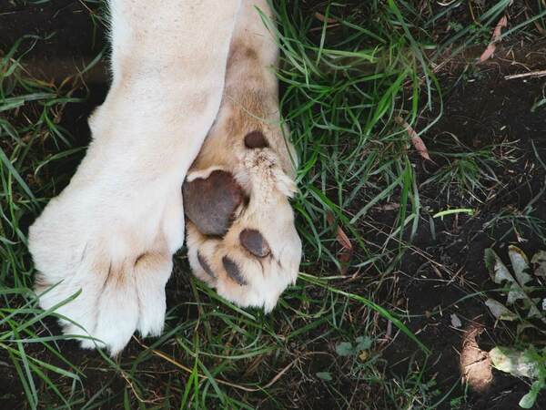 Артрит при кучета - причини, симптоми, лечение