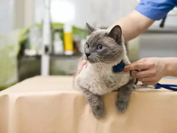 Бронхит при котки - симптоми, причини и лечение